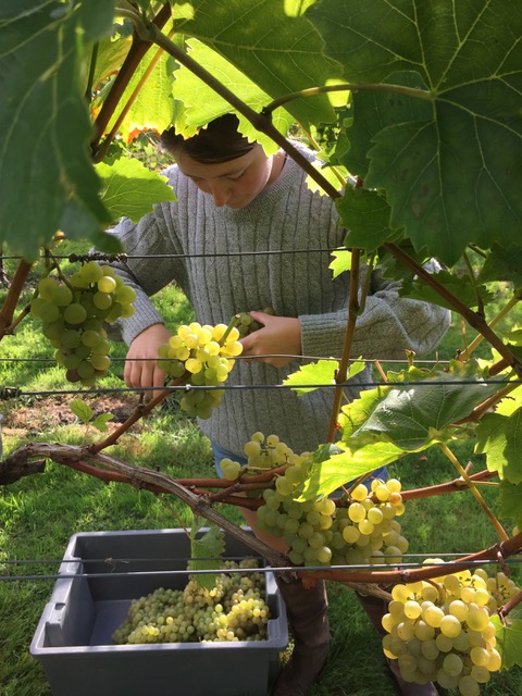 Little Waddon Vineyard